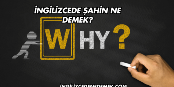 İngilizcede Şahin Ne Demek?