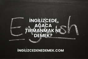 İngilizcede Ağaca Tırmanmak Ne Demek?