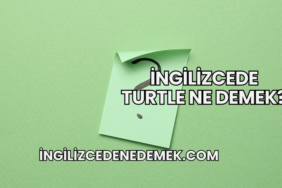 İngilizcede Turtle Ne Demek?