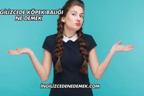 İngilizcede Köpek Balığı Ne Demek
