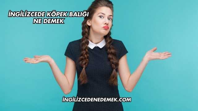 İngilizcede Köpek Balığı Ne Demek